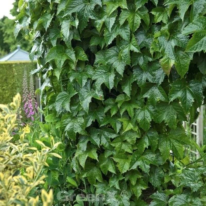  Robuste Jungfernrebe 60-80cm - Parthenocissus Tricuspidata