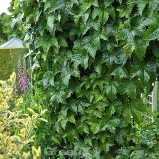 Robuste Jungfernrebe 60-80cm - Parthenocissus Tricuspidata