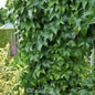 Robuste Jungfernrebe 60-80cm - Parthenocissus Tricuspidata