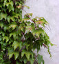  Jungfernrebe 60-80cm - Parthenocissus Tricuspidata