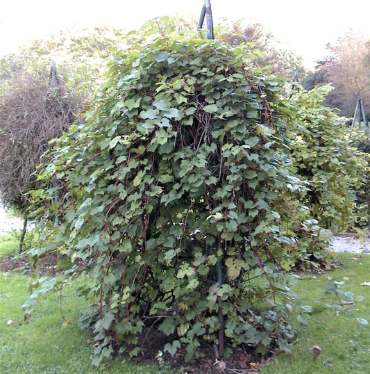  Wilder Wein 60-80cm - Parthenocissus Inserta