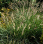  Australisches Lampenputzergras - Pennisetum Alopecuroides
