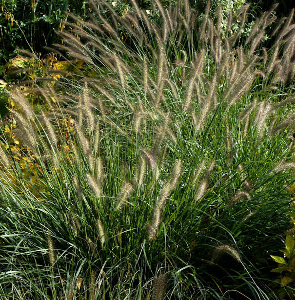  Australisches Lampenputzergras - Großer Topf - Pennisetum Alopecuroides