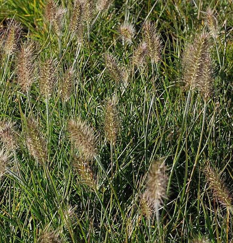 Lampenputzergras Little Bunny - Großer Topf - Pennisetum Alopecuroides