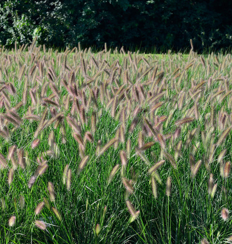  Lampenputzergras Hameln - Großer Topf - Pennisetum Alopecuroides