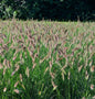  Lampenputzergras Hameln - Großer Topf - Pennisetum Alopecuroides