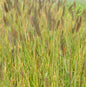  Lampenputzergras Moudry - Pennisetum Alopecuroides