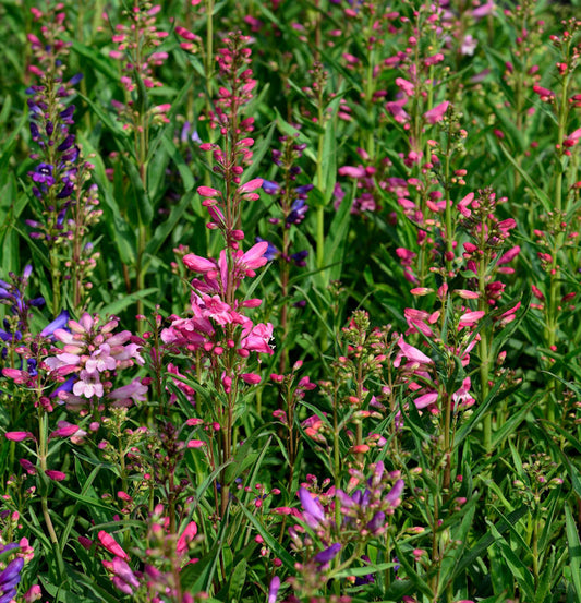  Bartfaden Praecox Nanus - Penstemon Barbatus