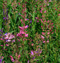  Bartfaden Praecox Nanus - Penstemon Barbatus