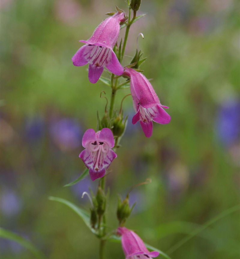  Bartfaden Red Rocks - Penstemon Cultorum
