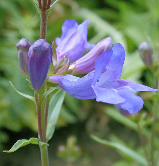  Großblütiger Bartfaden Catherine De La Mere - Penstemon Scouleri