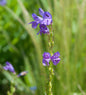 Aufrechter Bartfaden - Penstemon Strictus