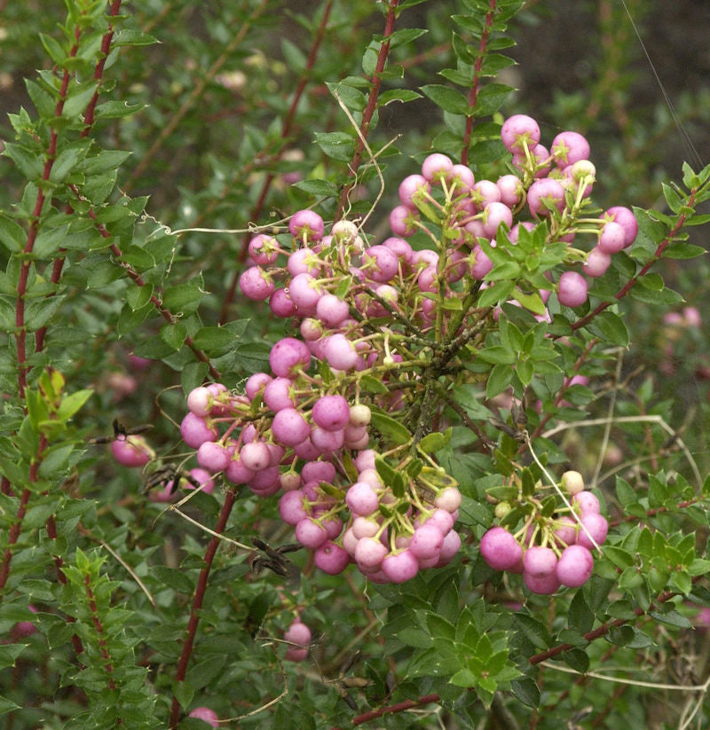  Torfmyrthe Rosa Beeren - Pernettya Mucronata