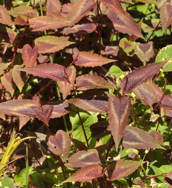  Knöterich Red Dragon - Persicaria Microcephala