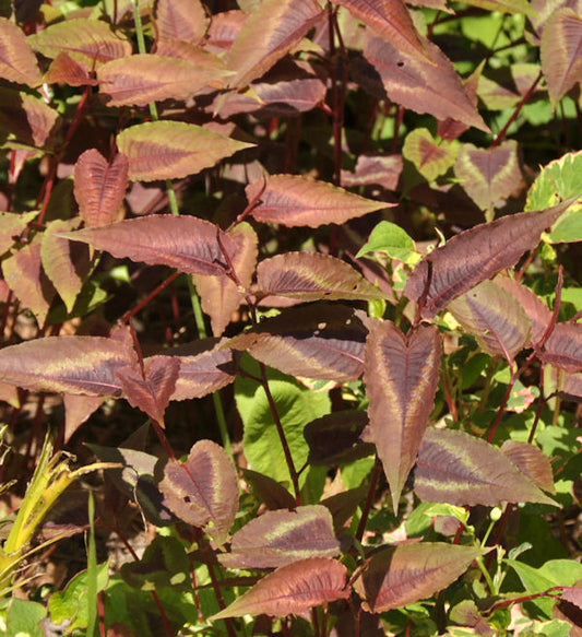 Knöterich Red Dragon - Persicaria Microcephala
