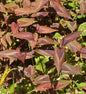  Knöterich Red Dragon - Persicaria Microcephala