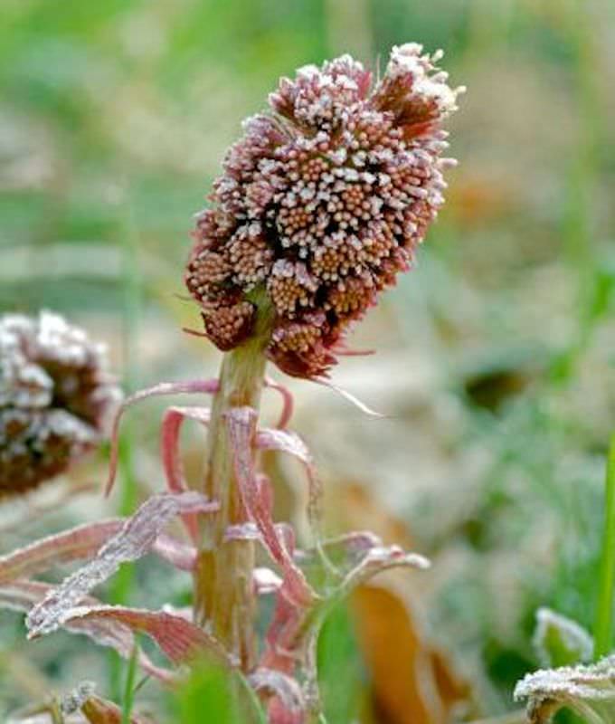  Pestwurz - Petasites Hybridus