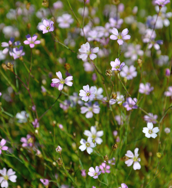  Steinbrech Fels Nelke - Petrorhagia Saxifraga