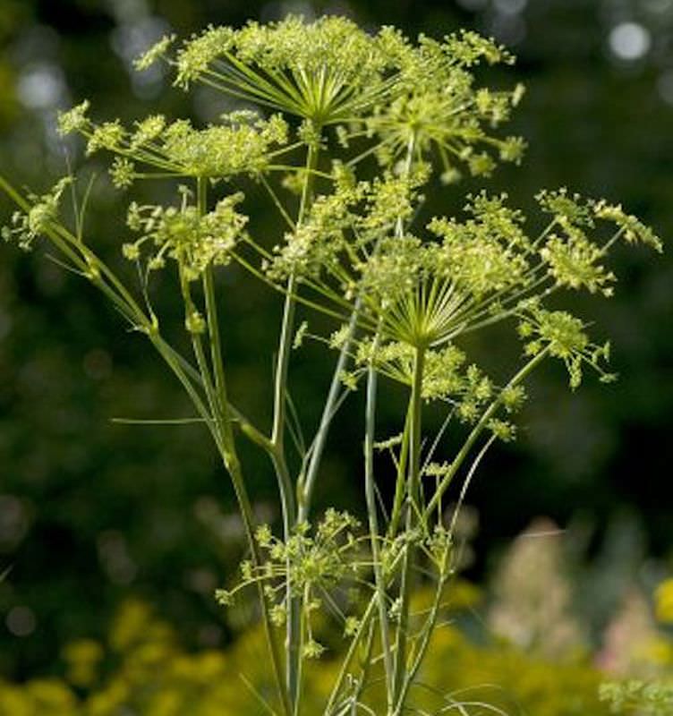  Echter Haarstrang - Peucedanum Officinale