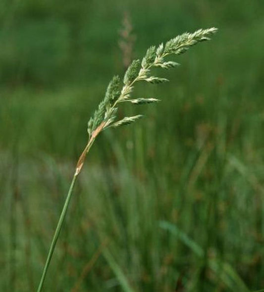  Rohrglanzgras - Großer Topf - Phalaris Arundinacea