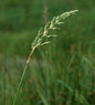  Rohrglanzgras - Großer Topf - Phalaris Arundinacea