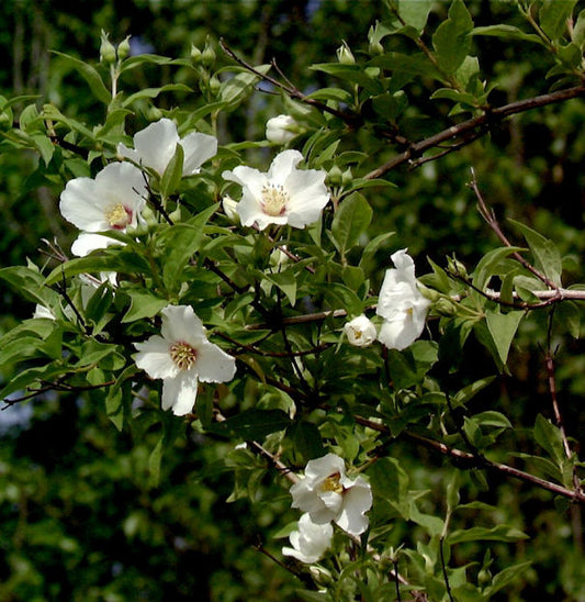  Gartenjasmin Belle Etoile 60-80cm - Philadelphus