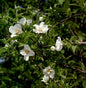  Gartenjasmin Belle Etoile 60-80cm - Philadelphus