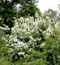  Gartenjasmin Dame Blanche 80-100cm - Philadelphus