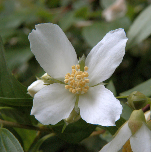  Gartenjasmin Lemoinei 60-80cm - Philadelphus