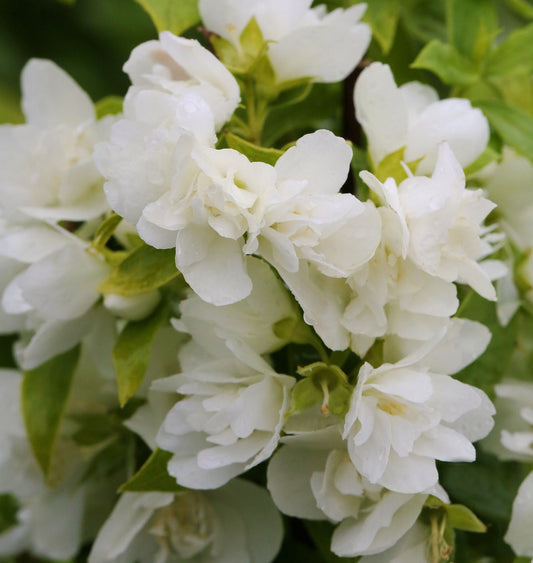  Gartenjasmin Manteau D Hermine 60-80cm - Philadelphus