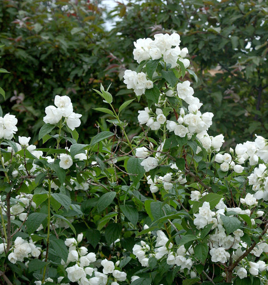  Gartenjasmin Natchez 60-80cm - Philadelphus