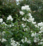  Gartenjasmin Natchez 60-80cm - Philadelphus