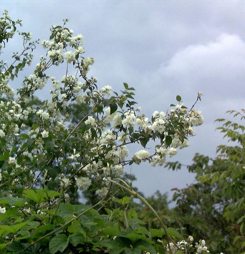  Gartenjasmin Pearls Of Perfume 40-60cm - Philadelphus