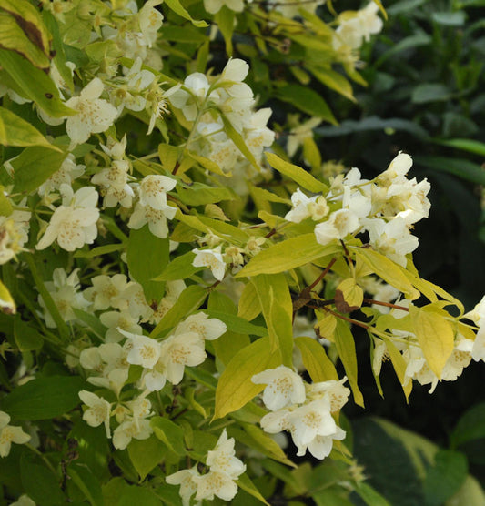  Gelber Europäischer Pfeifenstrauch 100-125cm - Philadelphus Coronarius