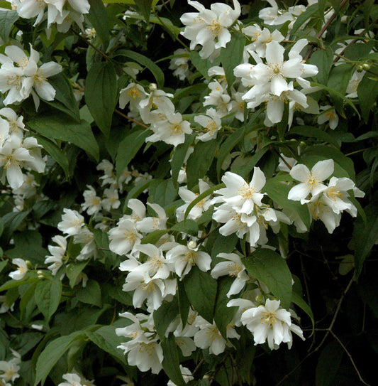  Großblumiger Feldjasmin 100-125cm - Philadelphus Grandiflorus