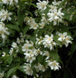  Großblumiger Feldjasmin 100-125cm - Philadelphus Grandiflorus