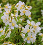 Duftjasmin Erectus 100-125cm - Philadelphus Erectus