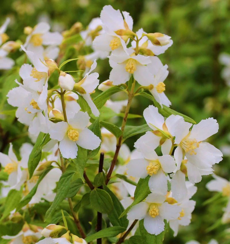  Duftjasmin Erectus 80-100cm - Philadelphus