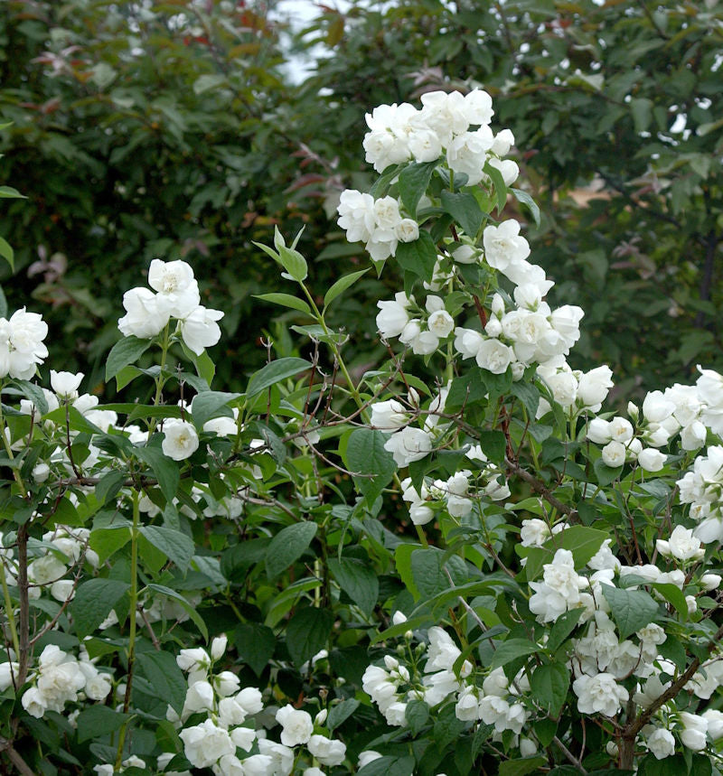  Gefüllter Gartenjasmin Schneesturm 100-125cm - Philadelphus
