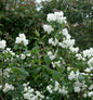  Gefüllter Gartenjasmin Schneesturm 125-150cm - Philadelphus