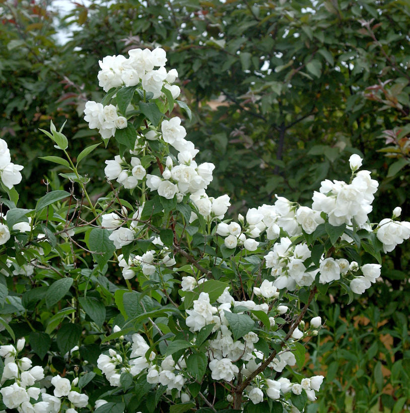  Gartenjasmin Silberregen 60-80cm - Philadelphus