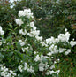  Gartenjasmin Silberregen 60-80cm - Philadelphus