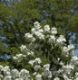  Gefüllter Gartenjasmin 100-125cm - Philadelphus