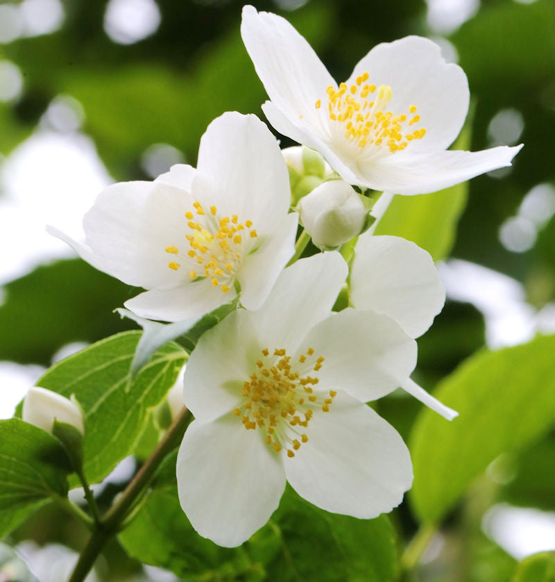  Duftender Bauernjasmin 40-60cm - Philadelphus Coronarius