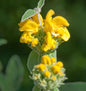  Gelbes Brandkraut - Phlomis Fruticosa