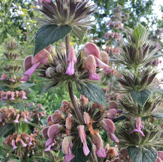  Brandkraut - Phlomis Samia