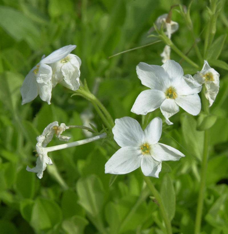  Wilder Phlox Alba - Phlox Stolonifera