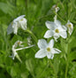  Wilder Phlox Alba - Phlox Stolonifera