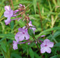  Wiesen Flammenblume Alpha - Phlox Maculata