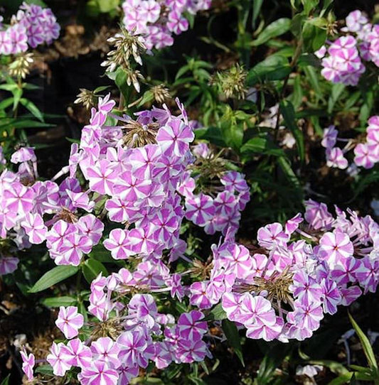  Wiesen Flammenblume Natasha - Phlox Maculata
